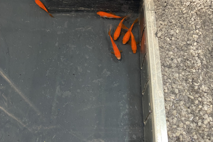 Belgian Roof Day 2021 (4)